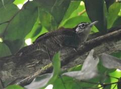 Cantorchilus nigricapillus