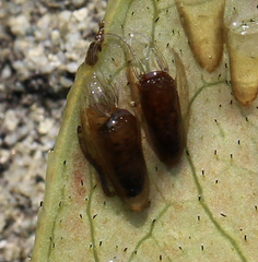 Simuliidae