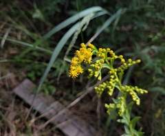 Solidago juncea