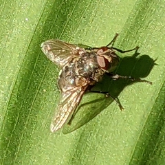 Oestroidea