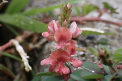 Indigofera spicata