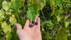 Vitis rotundifolia