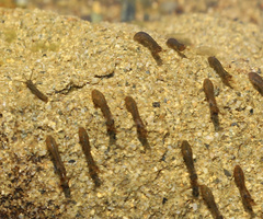 Simuliidae