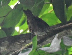 Cantorchilus nigricapillus