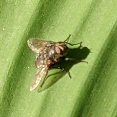 Oestroidea