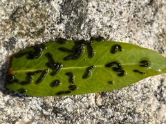 Simuliidae