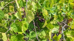 Vitis rotundifolia