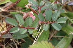 Indigofera spicata
