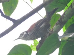 Cantorchilus nigricapillus