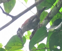 Cantorchilus nigricapillus