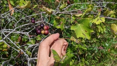 Vitis rotundifolia