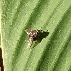 Oestroidea