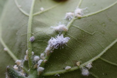 Cryptolaemus montrouzieri