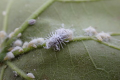 Cryptolaemus montrouzieri