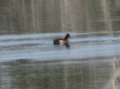 Podilymbus podiceps