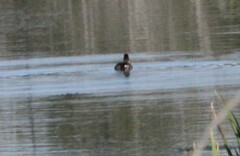 Podilymbus podiceps