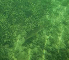 Centropomus undecimalis