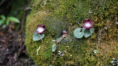 Corybas sinii