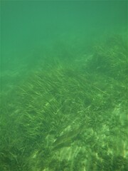 Centropomus undecimalis