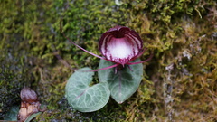 Corybas sinii