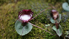 Corybas sinii