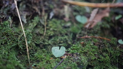 Corybas sinii