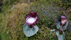 Corybas sinii