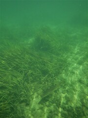 Centropomus undecimalis