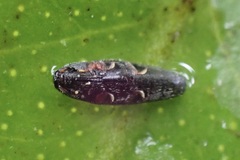 Elateroidea