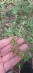 Aceria moehringiae