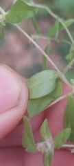 Aceria moehringiae