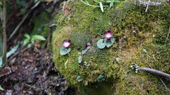 Corybas sinii