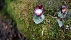 Corybas sinii