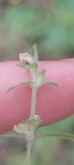 Aceria moehringiae