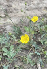 Potentilla glaucophylla