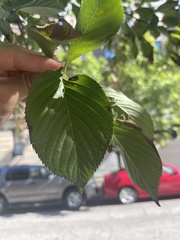 Prunus serrulata