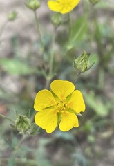 Potentilla glaucophylla