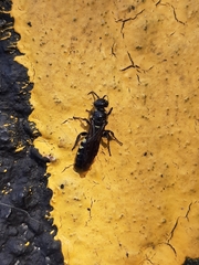 Myzinum obscurum