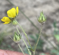 Potentilla glaucophylla