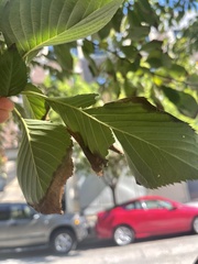 Prunus serrulata