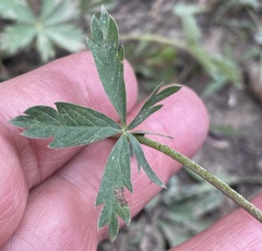Potentilla glaucophylla