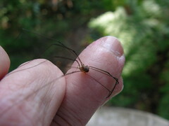 Leiobunum blackwalli