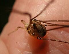 Leiobunum blackwalli