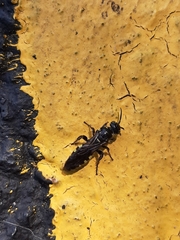 Myzinum obscurum