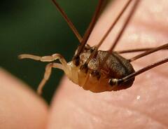 Leiobunum blackwalli