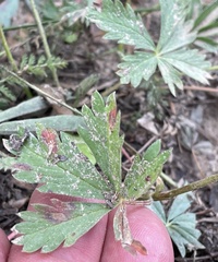 Potentilla glaucophylla