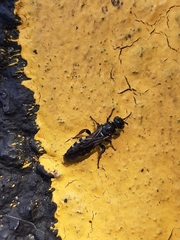 Myzinum obscurum