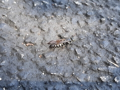 Myzinum obscurum