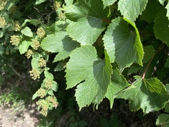 Spiraea ouensanensis