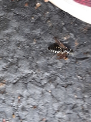 Myzinum obscurum